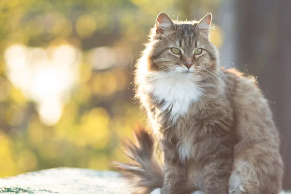 Portrait Beautiful Siberian Cat Nature Lovely Pets — Stock Photo, Image