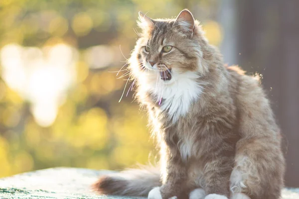 Retrato Hermoso Gato Siberiano Naturaleza Mascotas Encantadoras —  Fotos de Stock