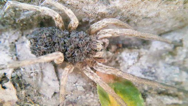 一只雌性狼蜘蛛背着数千只幼崽 有选择地集中在蜘蛛的头上 昆虫和动物 — 图库照片