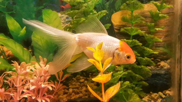 Pesce Rosso Bianco Con Una Testa Arancione Nuota Acquario Pesce — Foto Stock