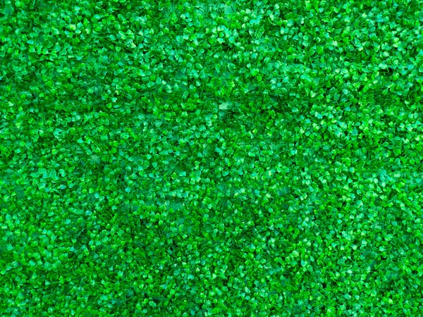Textur Bakgrund Grön Blommande Buske Med Runda Blad Närbild Trädgårdsväxt Stockbild