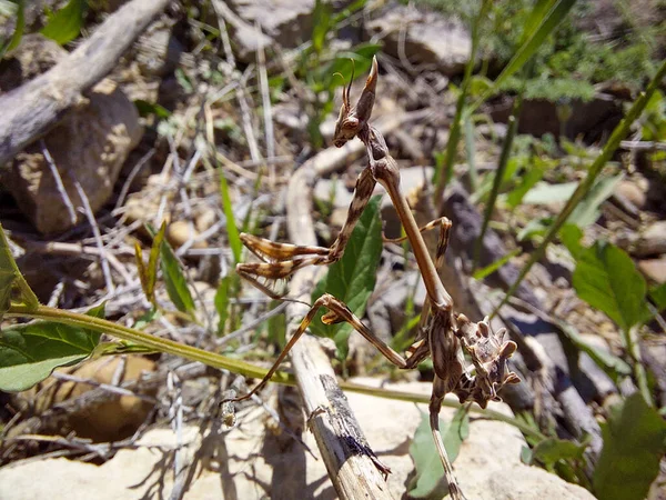 Närbild Stor Käglad Mantis Empusa Pennata Från Armenien Insekten Bönsyrsa — Stockfoto