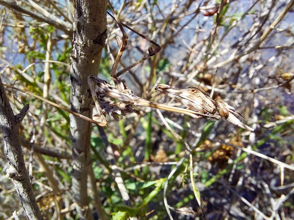 Зворотний Бік Великого Конусоголового Богомола Empusa Pennata Вірменії Комаха Молитовний — стокове фото