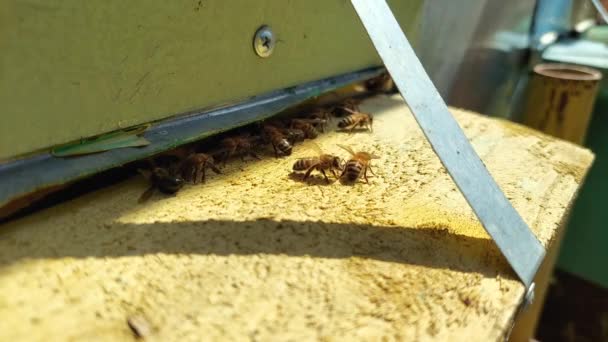 Zajęte Pszczoły Przy Wejściu Drewnianego Ula Grupa Pszczół Czołgających Się — Wideo stockowe