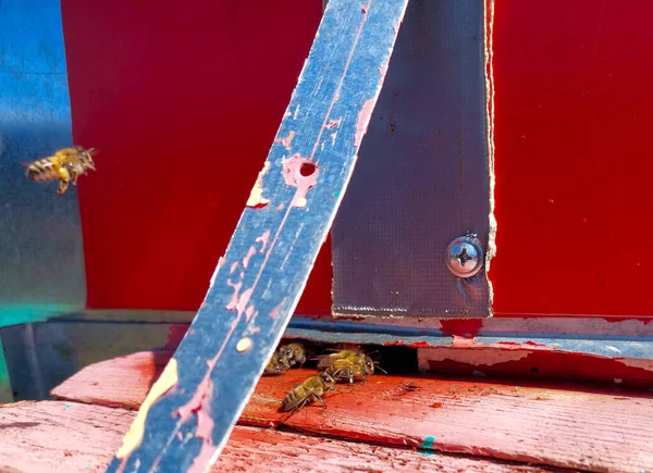 Busy Bees Entrance Wooden Hive Group Bees Crawling Entrance Busy — Stock Photo, Image