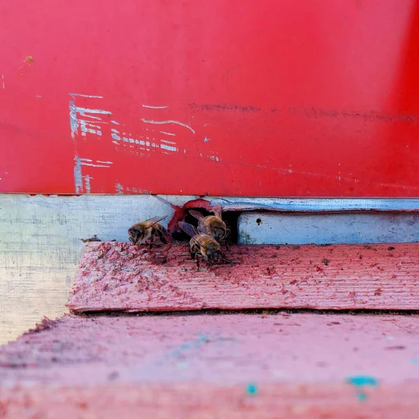 Fleißige Bienen Eingang Zum Holzstock Eine Gruppe Bienen Krabbelt Eingang — Stockfoto