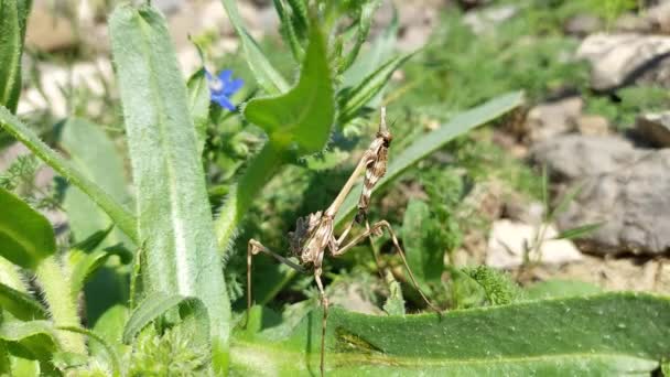 Primo Piano Una Grande Mantide Dalla Testa Cono Empusa Pennata — Video Stock