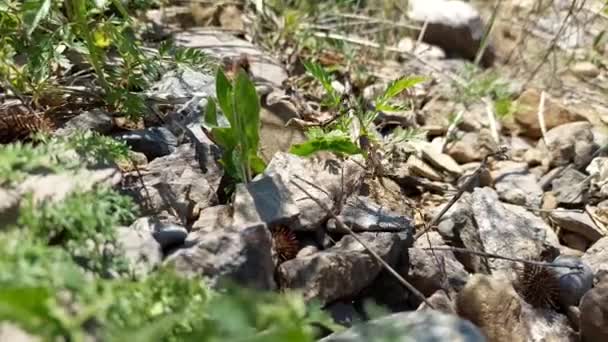 Close Grande Mantis Cabeça Cone Empusa Pennata Armênia Inseto Louva — Vídeo de Stock