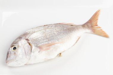 Kırmızı çipura