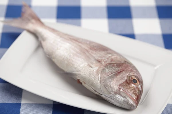 Red sea bream — Stock Photo, Image