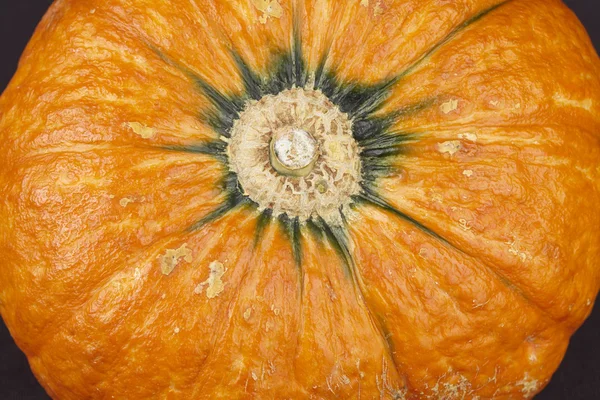 Skin of a hokkaido pumpkin - close up — Stock Photo, Image