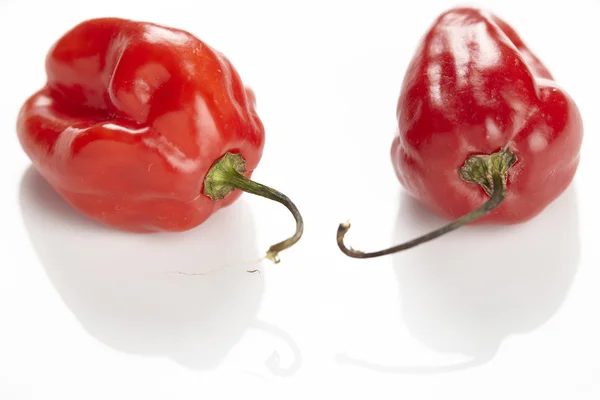 Habanero chili pepper — Stock Photo, Image