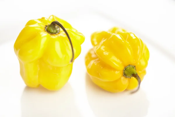Habanero chili pepper — Stock Photo, Image