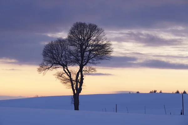 Árvore em uma paisagem de inverno ao pôr do sol Imagens Royalty-Free