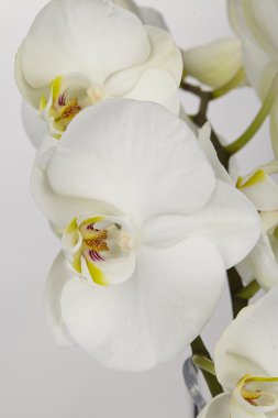 Orkide beyaz - yakın çekim