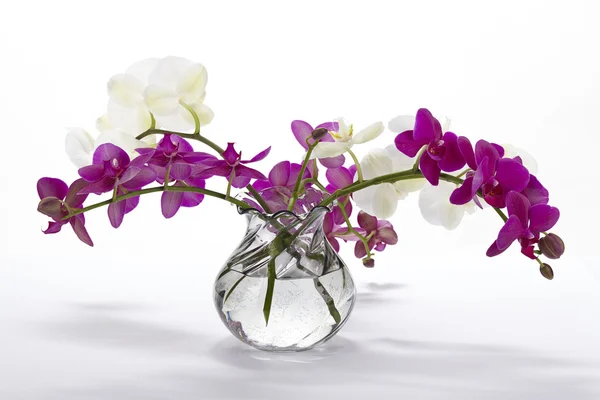 Strauß Orchideen — Stockfoto