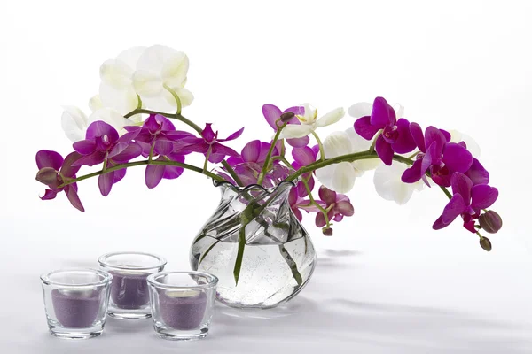 Strauß Orchideen — Stockfoto