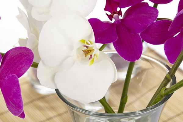 Witte en roze orchideeën - close-up — Stockfoto