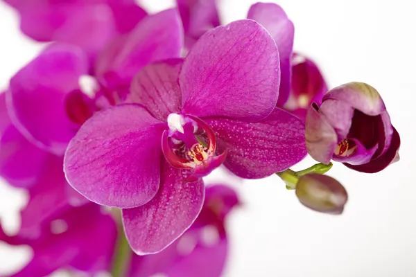 Orquídeas roxas - close-up — Fotografia de Stock