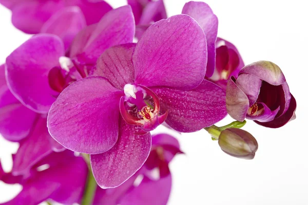 Mor orkideler - yakın çekim — Stok fotoğraf
