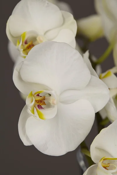 Orquídeas brancas - close up — Fotografia de Stock