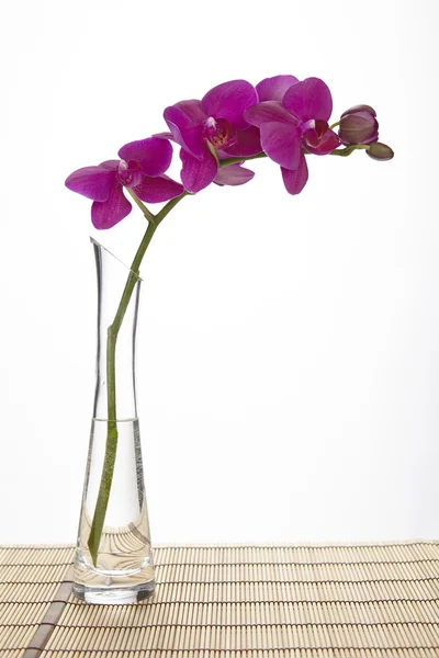 Purple orchid into a vase — Stock Photo, Image