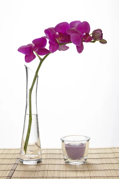 Purple orchid into a vase — Stock Photo, Image