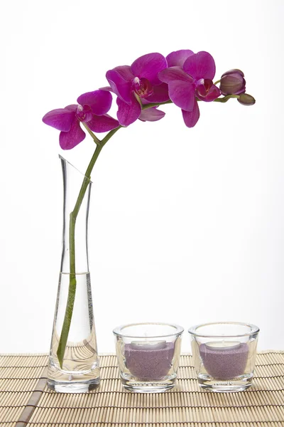 Purple orchid into a vase — Stock Photo, Image
