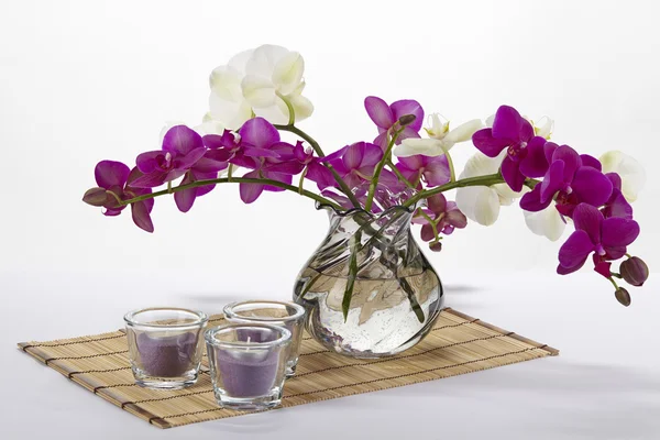 Csokor orchidea Stock Kép