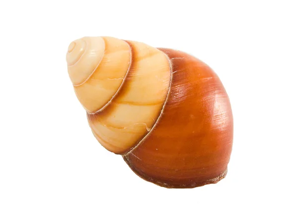 Shell 1 — Stock Photo, Image