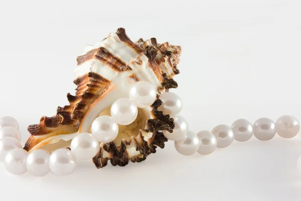 Shell and rope of pearls — Stock Photo, Image