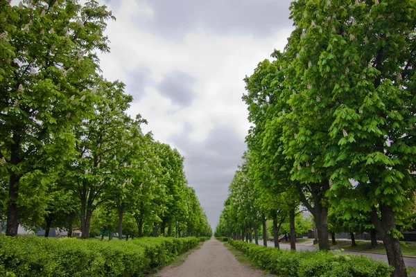 Alley van kastanjes — Stockfoto