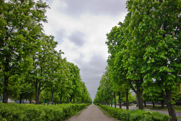 alley of chestnuts