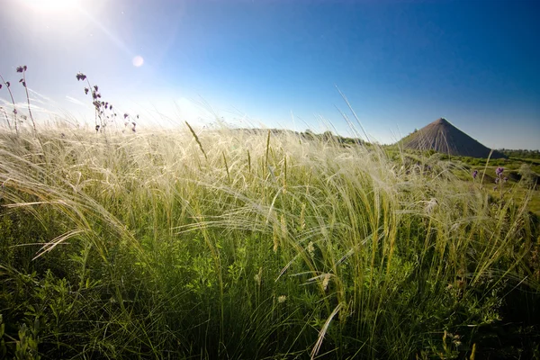 Степ з пір'яної трави — стокове фото