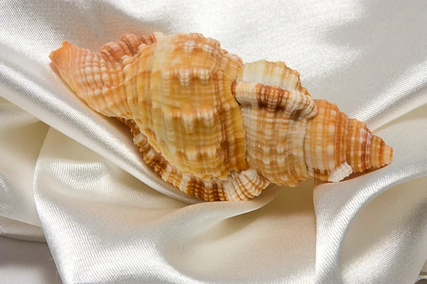 Seashell and satin — Stock Photo, Image