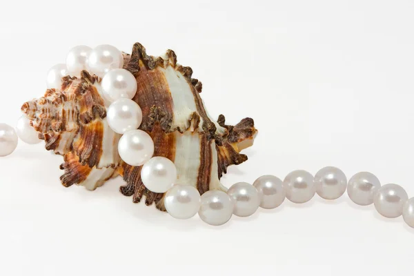 Shell and rope of pearls 1 — Stock Photo, Image
