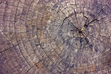 eski kuru Ağaç kesme