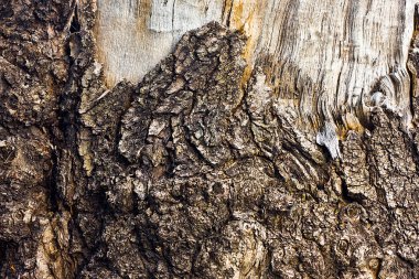 ölü ağaç kabuğu