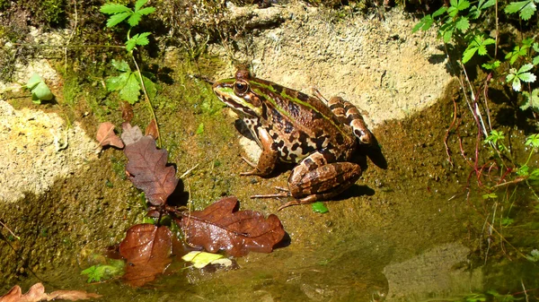 The Frog — Stock Photo, Image