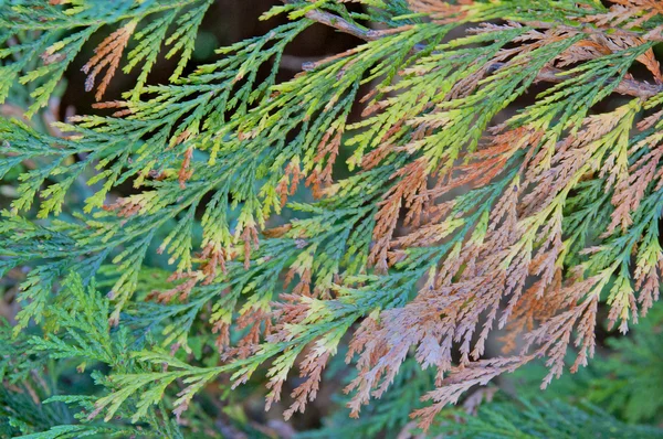 가 나무 바늘 — 스톡 사진