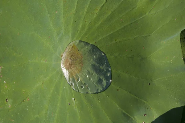 Gouttes d'eau sur la feuille verte — Photo