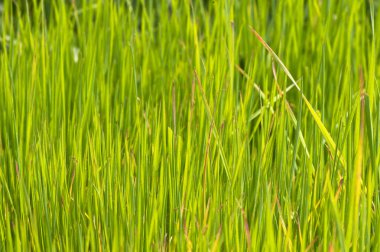 İlk Bahar yeşil çimen