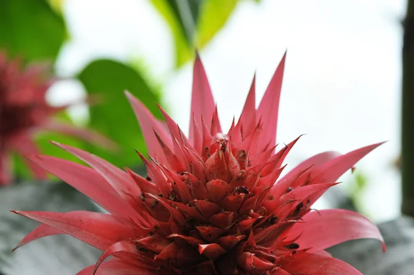 Flor aechmea decorativa vermelha — Fotografia de Stock