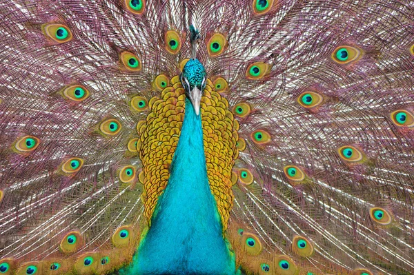 Peacock with an open tail — Stock Photo, Image