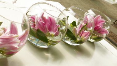 schoonheid van lelie
