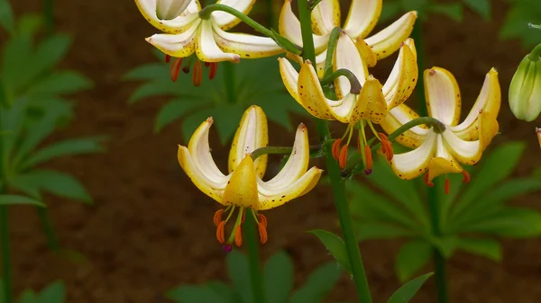 Skönheten i lily — Stock fotografie