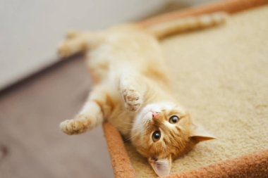 Kırmızı kedi evin üzerinde yatıyor.