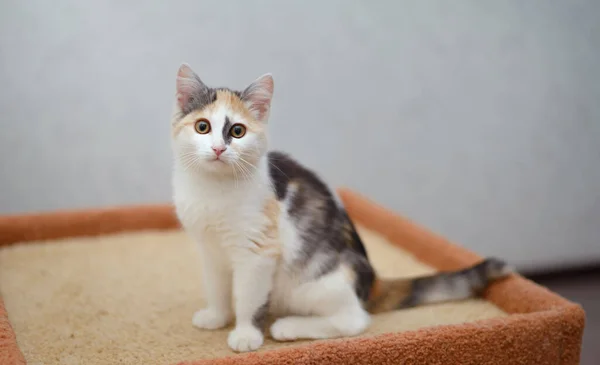 Renkli Kedi Yavrusu Bizden — Stok fotoğraf