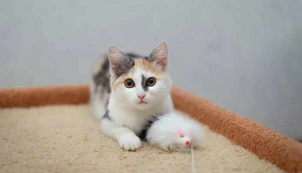 Renkli Kedi Yavrusu Bizden — Stok fotoğraf