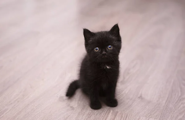 Piccolo Gattino Nero — Foto Stock